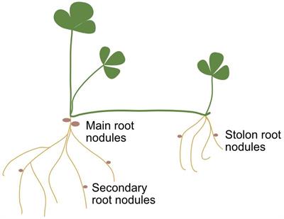 Selection of Competitive and Efficient Rhizobia Strains for White Clover